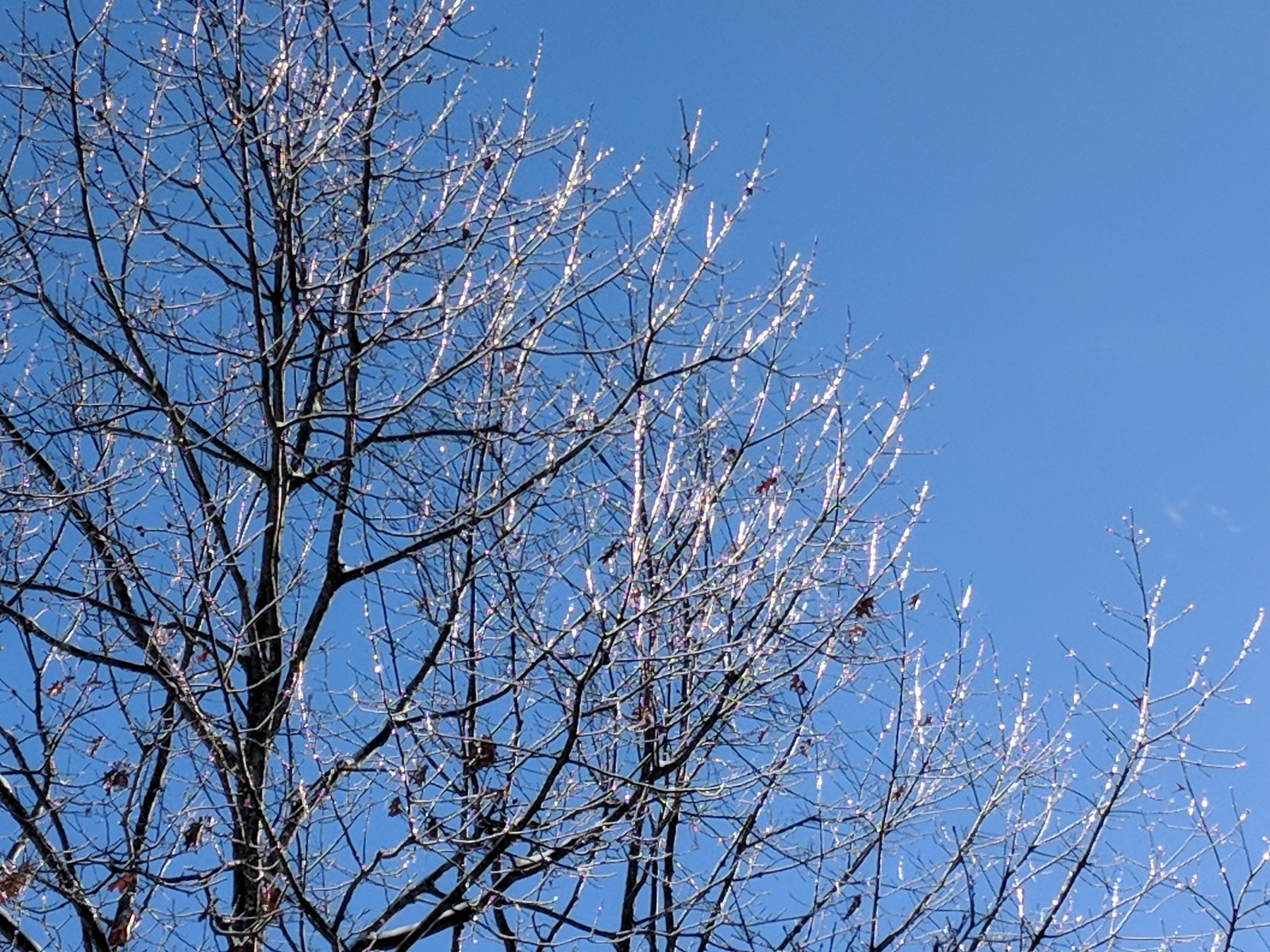 Ice on trees glistening in the Sun New Hampshire Anura Guruge Google Pixel 2 